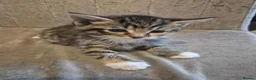 Mixed Breed cats for sale: 🐱❤️ 5 Beautiful fluffy Kittens🐱❤️ - Advert 4