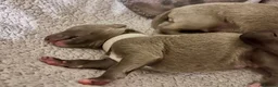 Whippet dogs for sale: KC Reg blue whippet puppies in Ledbury - Advert 25
