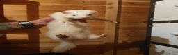 Ferret rodents for sale: Albino Kits for sale - Advert 11