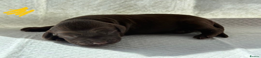 Sprocker Puppy 3