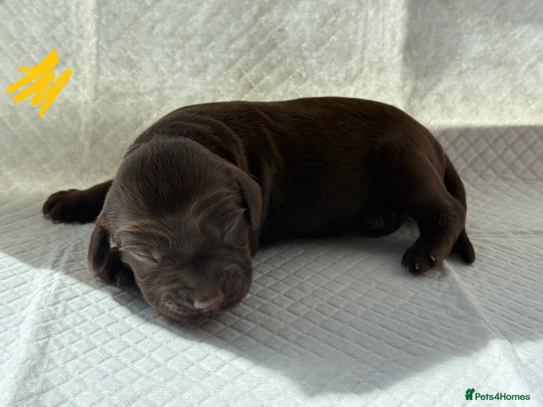 Sprocker dogs for sale: Lovely litter of 5 Sprocker puppies available - Image 5