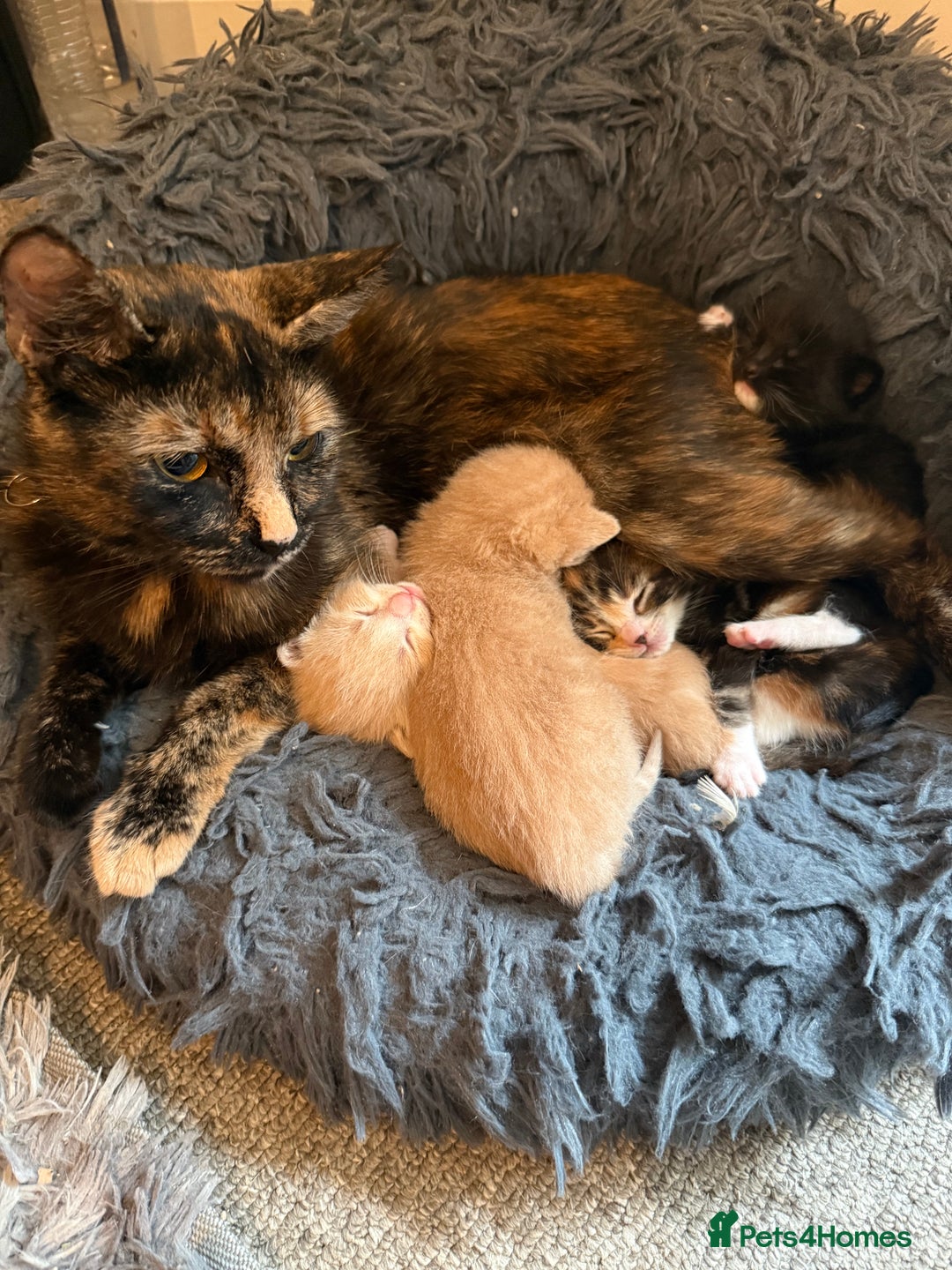 Mixed Breed cats for sale: 4 Gorgeous Kittens Ready for Their Forever Homes! - Image 4