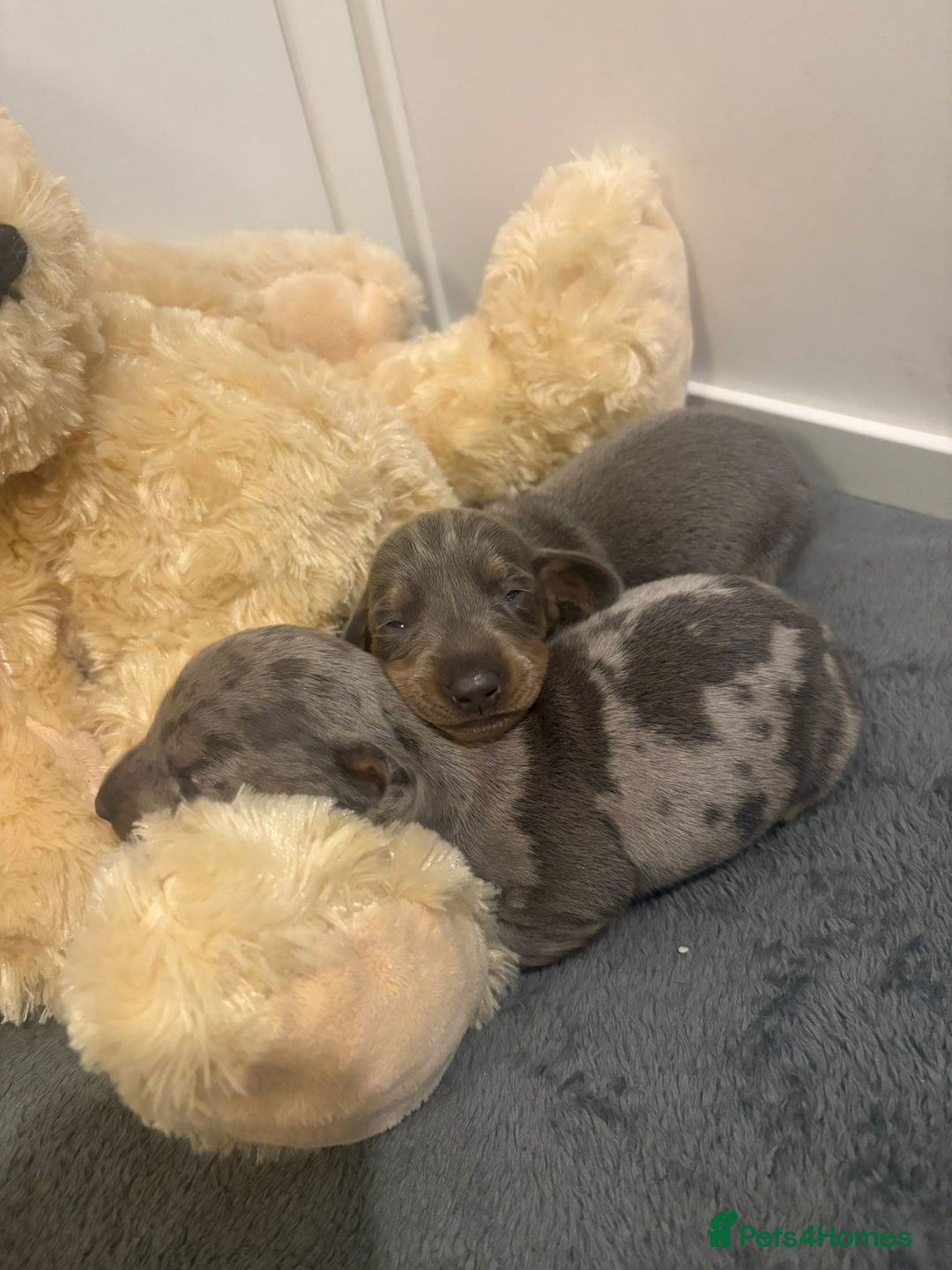 Dachshund dogs for sale: Dachshund Puppies for sale  - Advert 3
