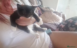 Mixed Breed cats for sale: Kittens - Image 31