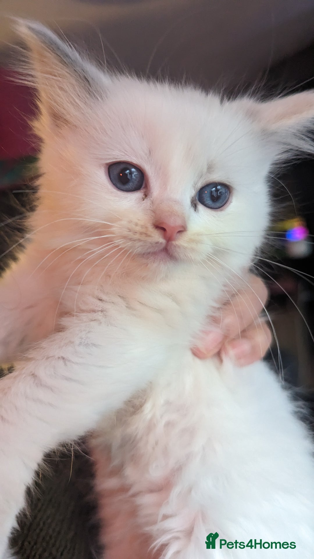 Ragdoll cats for sale: Beautiful ragdolls looking for their new families - Advert 10