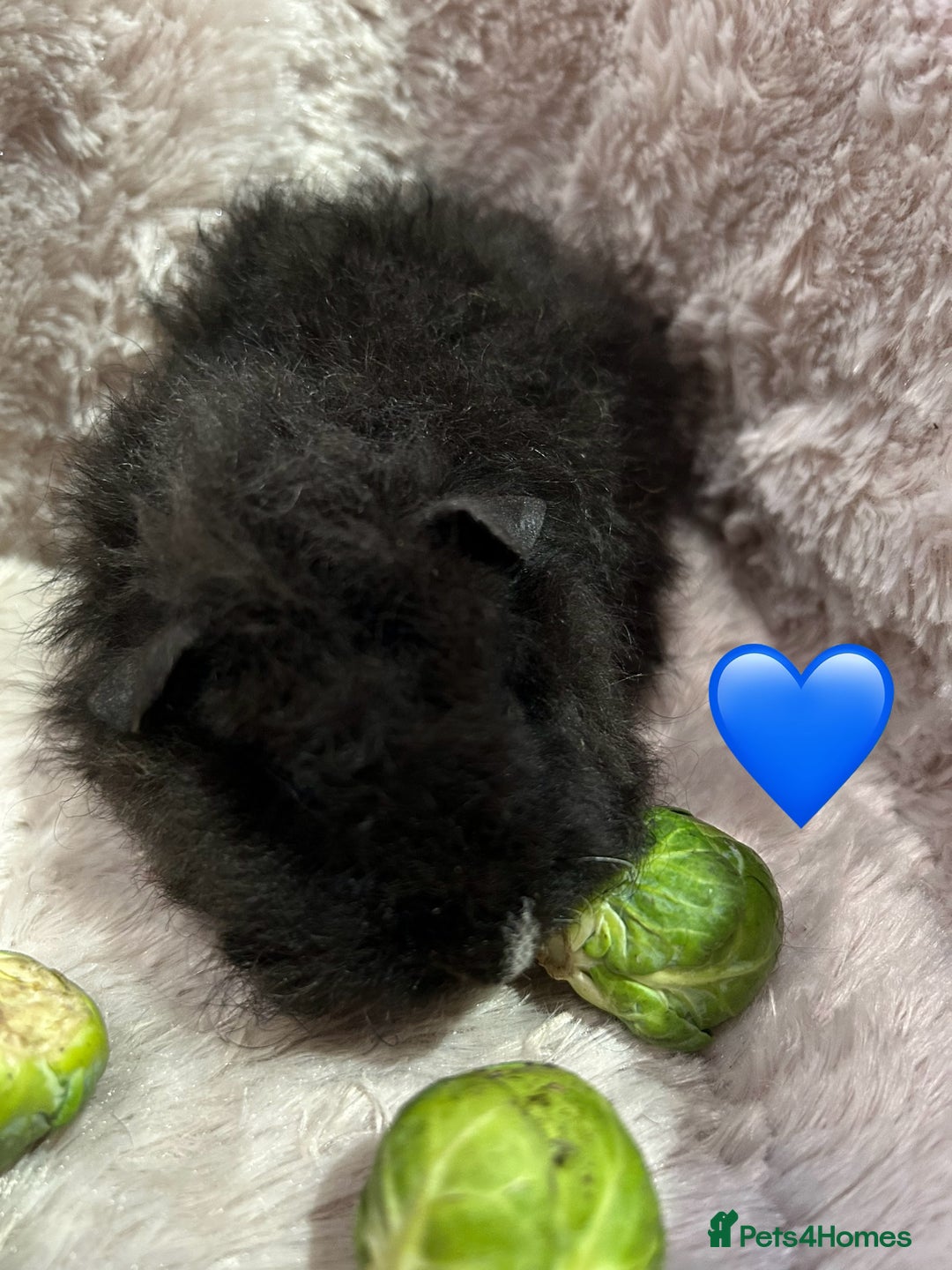 Guinea Pig rodents for sale: GORGEOUS BABY GUINEA PIGS - Advert 9