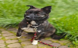 Mixed Breed dogs for adoption: 💖🐶 JUJU 🐶💖 - Image 6