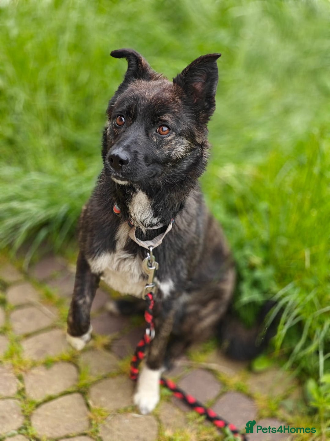 Mixed Breed dogs for adoption: 💖🐶 JUJU 🐶💖 - Image 6