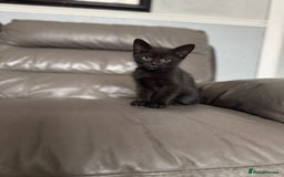 Mixed Breed cats for sale: 3 beautiful kittens! - Image 8