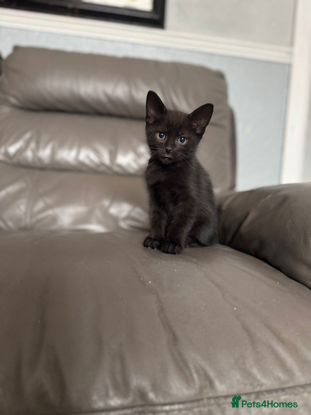 Mixed Breed cats for sale: 3 beautiful kittens! - Image 8