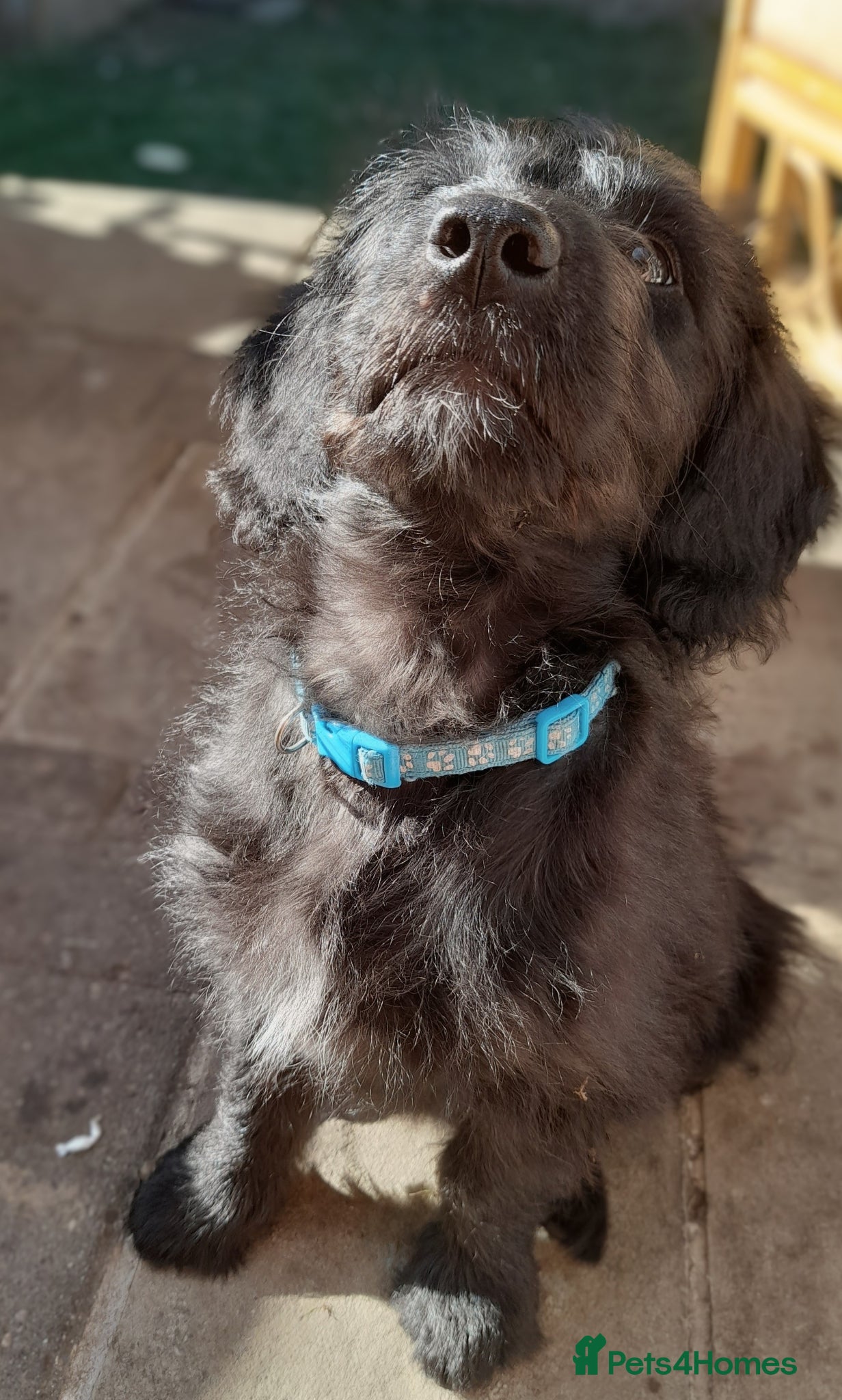 Mixed Breed dogs 🐶 Beautiful Huntadoodle 🐶- Meet Bonnie 💛  - Advert 2