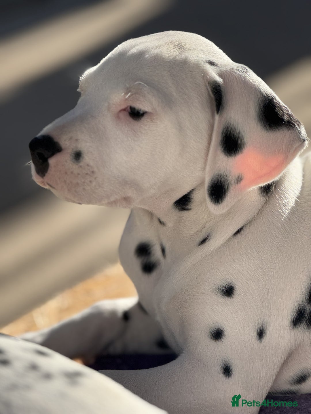Dalmatian dogs for sale: Tamilanda Dalmatian's - Advert 18