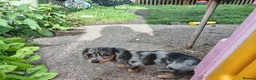Miniature Dachshund dogs for sale: Long hair dapple 1 boy fully vaccinated - Advert 4