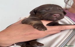 Labradoodle dogs for sale: Stunning Labradoodle Puppies  - Image 13