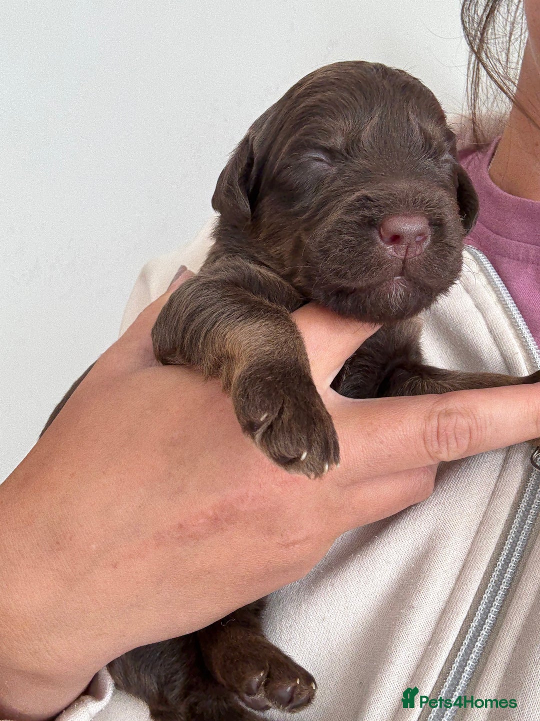 Labradoodle dogs for sale: Stunning Labradoodle Puppies  - Image 13