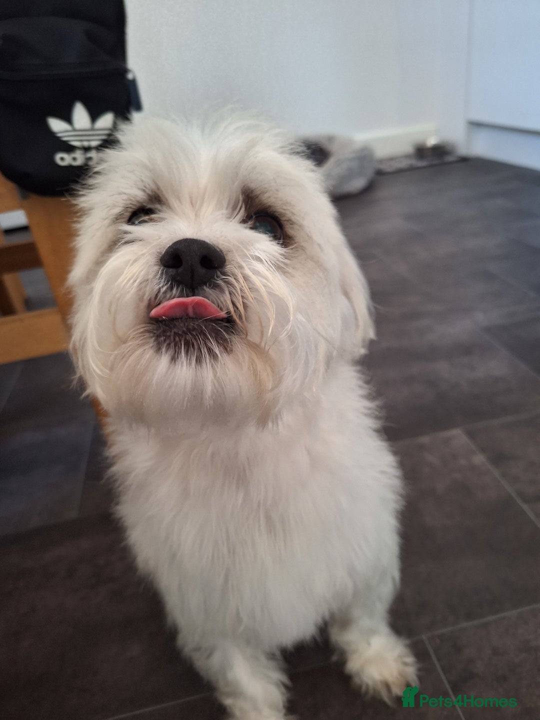 Mixed Breed dogs for sale: Alfie - Image 1