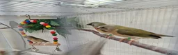 Finches birds for sale: Gouldian and Owl finch - Advert 9