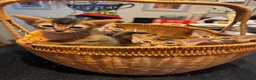 Abyssinian cats for sale: Five Abyssinian kittens with lots of love to give - Advert 10