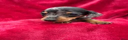 Miniature Dachshund dogs for sale: Dapple Miniature Dachshund puppies - Advert 5