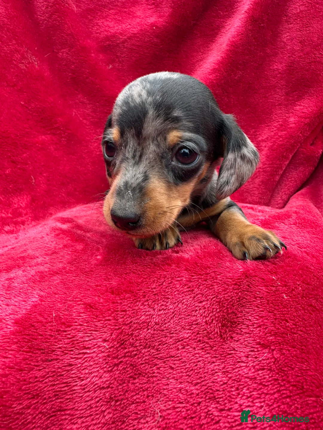 Miniature Dachshund dogs for sale: Dapple Miniature Dachshund puppies - Advert 5