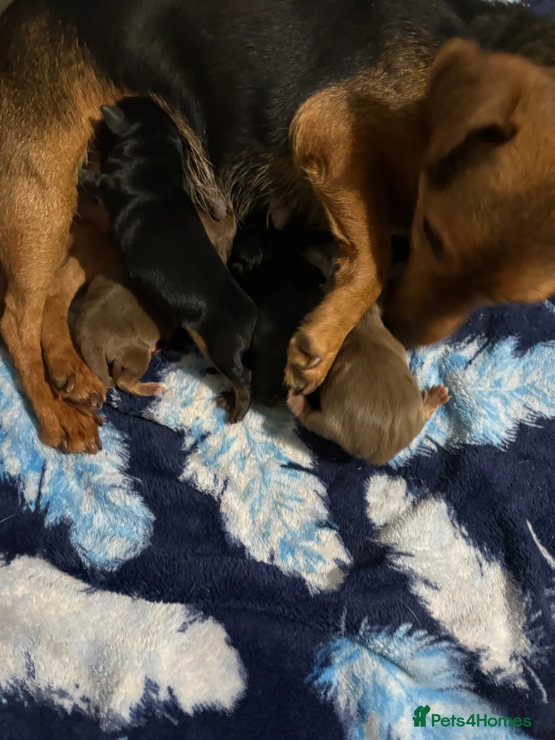 Jack Russell dogs for sale: ❤️Beautiful Litter Of Jack’s ❤️ - Advert 1