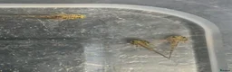 Axolotl reptiles for sale: Baby axolotls - Advert 4