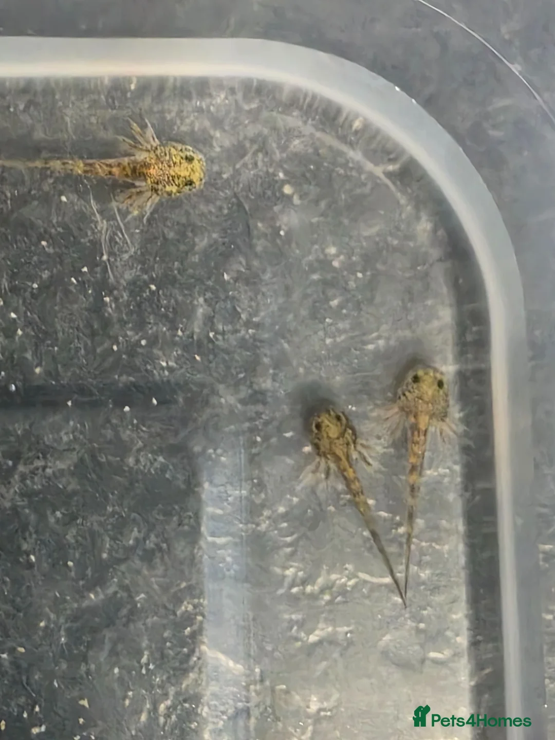 Axolotl reptiles for sale: Baby axolotls - Advert 4