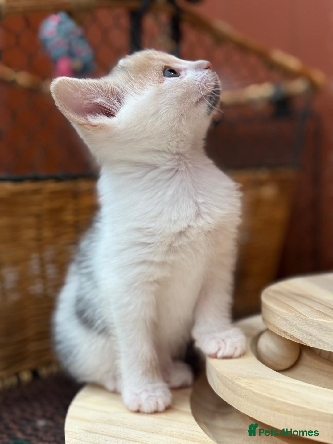 Mixed Breed cats for sale: 🐾 Adorable Kittens For Forever Homes 🐾  - Image 2