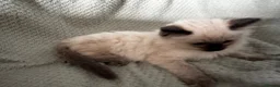 Ragdoll cats for sale: Beautiful pure ragdolls  - Advert 15
