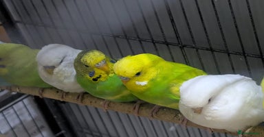 Budgerigars birds - Advert 2