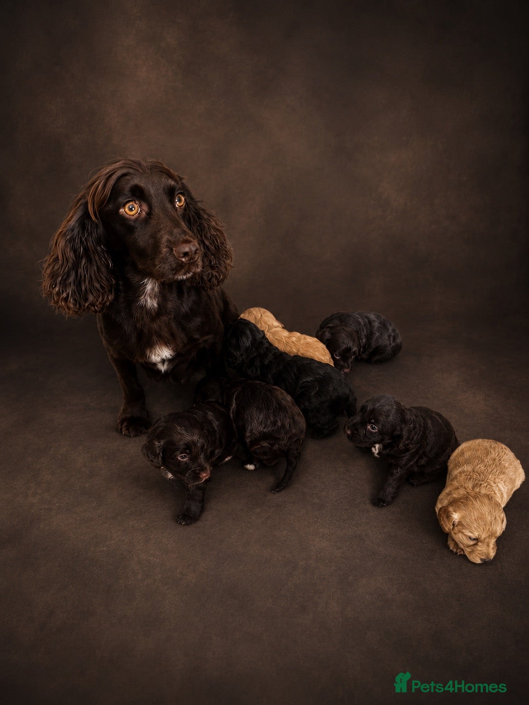 Cockapoo dogs F1 Cockapoo Puppies  - Advert 2