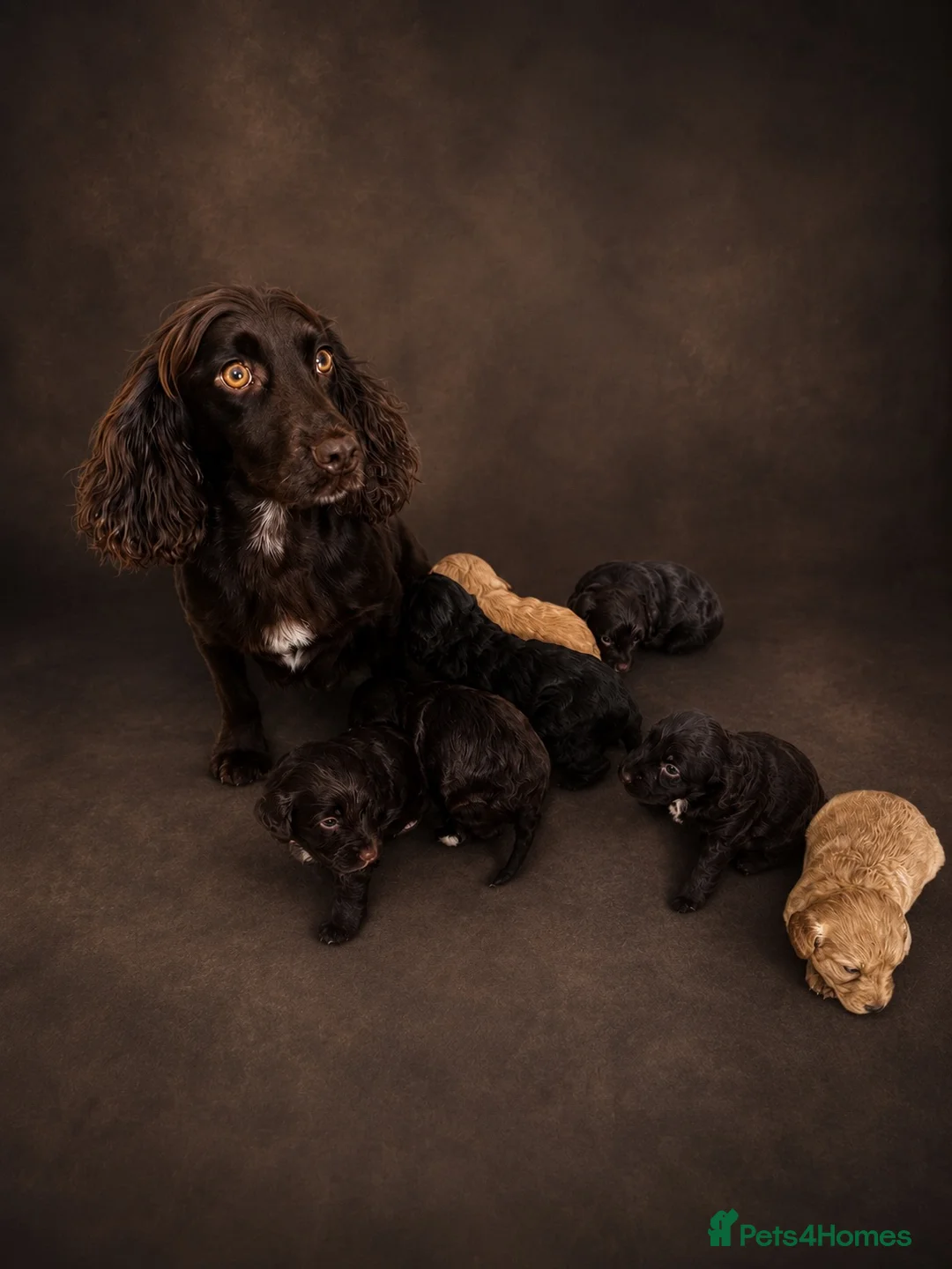 Cockapoo dogs for sale: F1 Cockapoo Puppies  - Advert 2