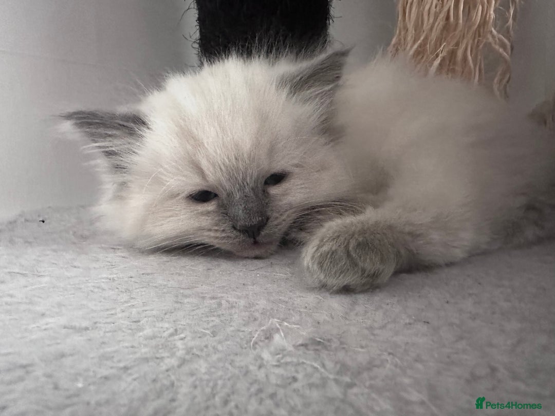 Ragdoll cats for sale: Gorgeous ragdoll kitten - Image 10