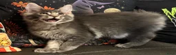 Maine Coon cats for sale: Reduced TICA Xl Maine coon Kitten active possible  - Advert 24