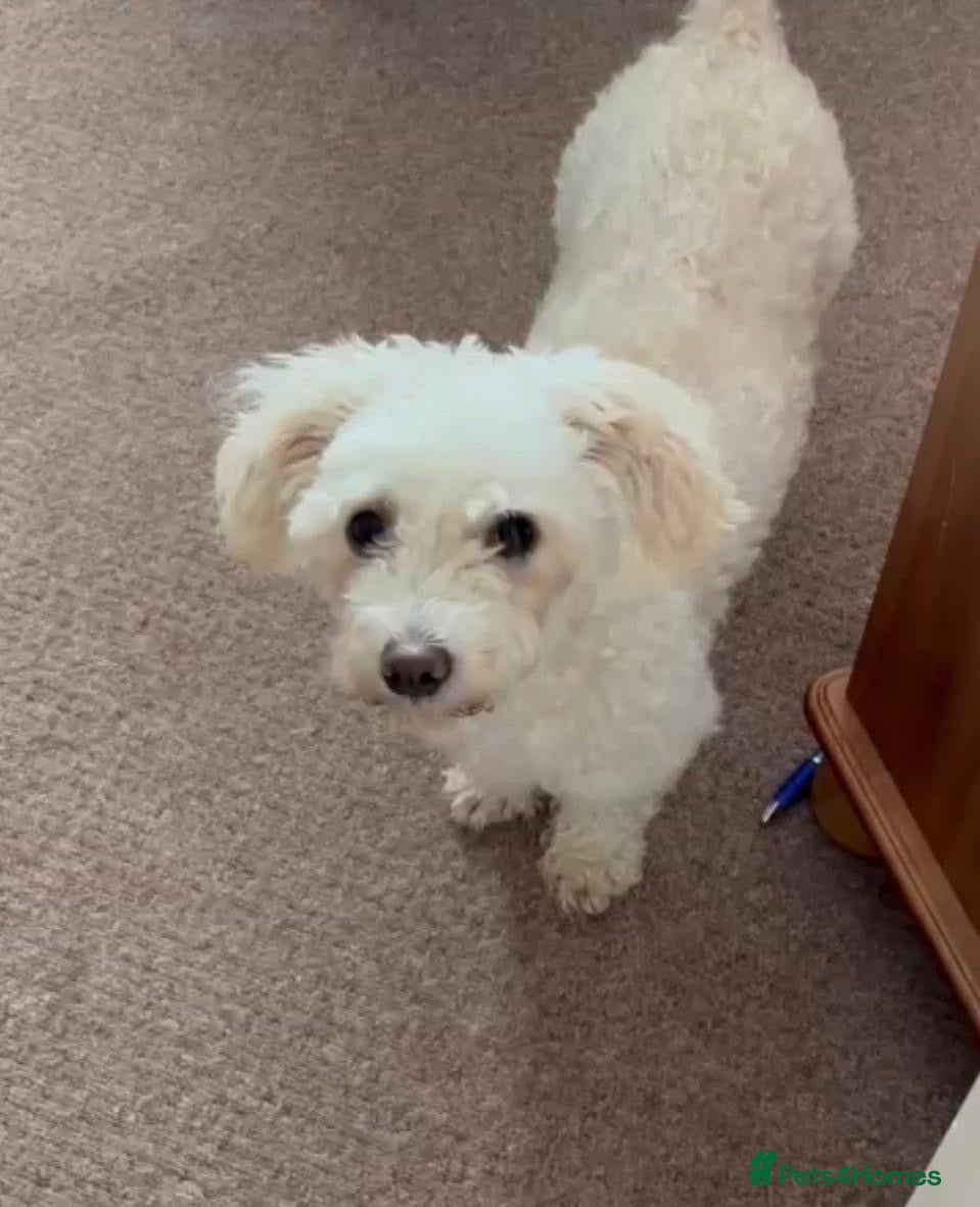 Mixed Breed dogs Puffy 💙 - Advert 1