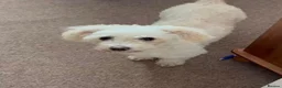 Mixed Breed dogs for adoption: Puffy 💙 in Horncastle - Advert 1