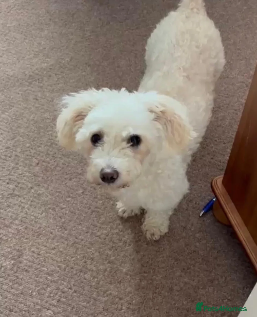 Mixed Breed dogs for adoption: Puffy 💙 in Horncastle - Advert 1