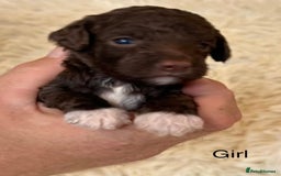 Cockapoo dogs for sale: beautiful merle cockapoo pups, ready 19th August - Image 9