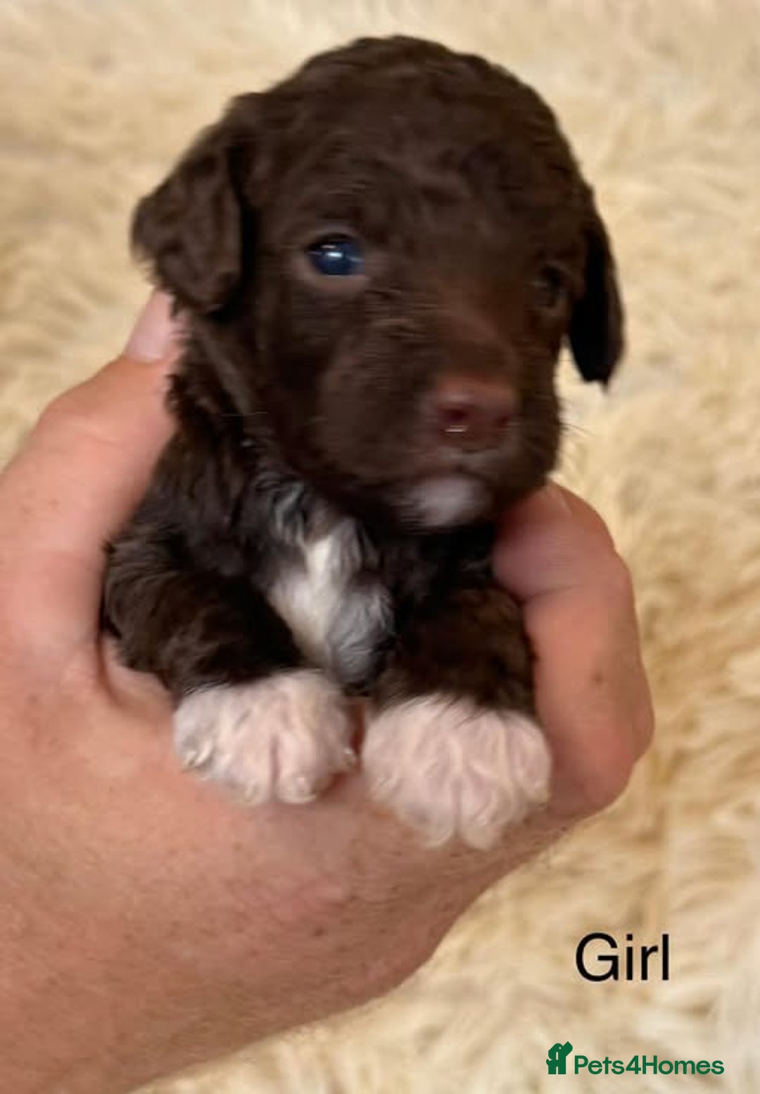 Cockapoo dogs for sale: beautiful merle cockapoo pups, ready 19th August - Image 9