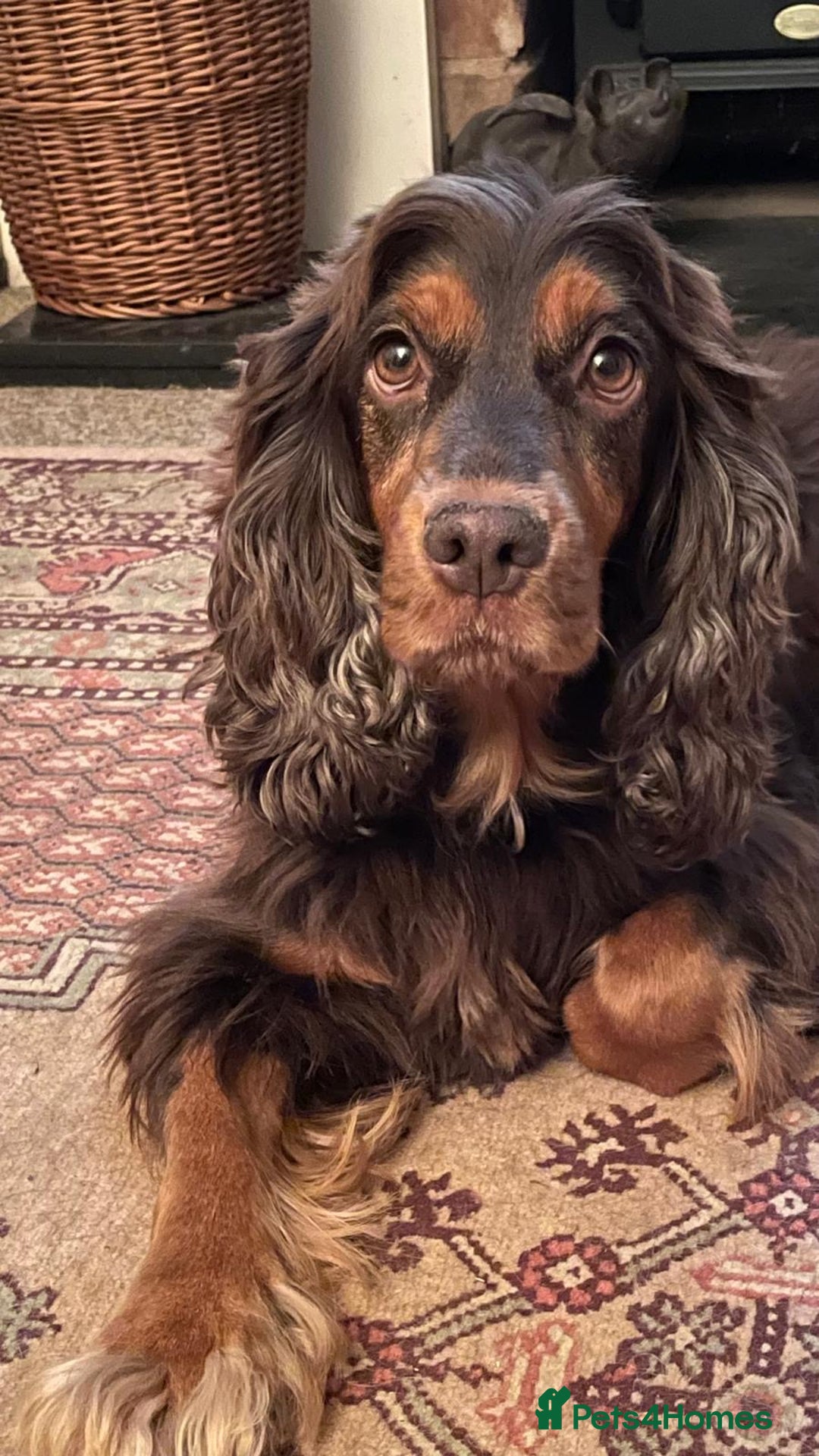 Cocker Spaniel dogs for sale: Cocker spaniel puppies-show type - Image 18