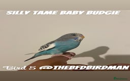Budgerigars birds for sale: 100% SILLY TAME BABY BUDGIES - Image 5