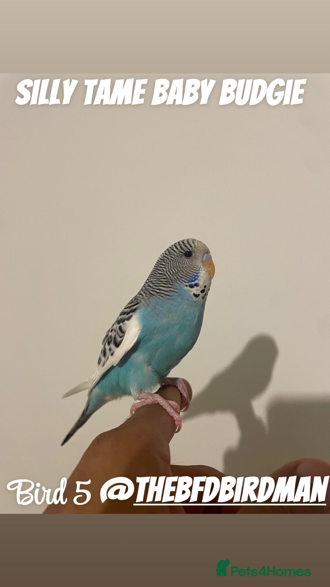 Budgerigars birds for sale: 100% SILLY TAME BABY BUDGIES - Image 5