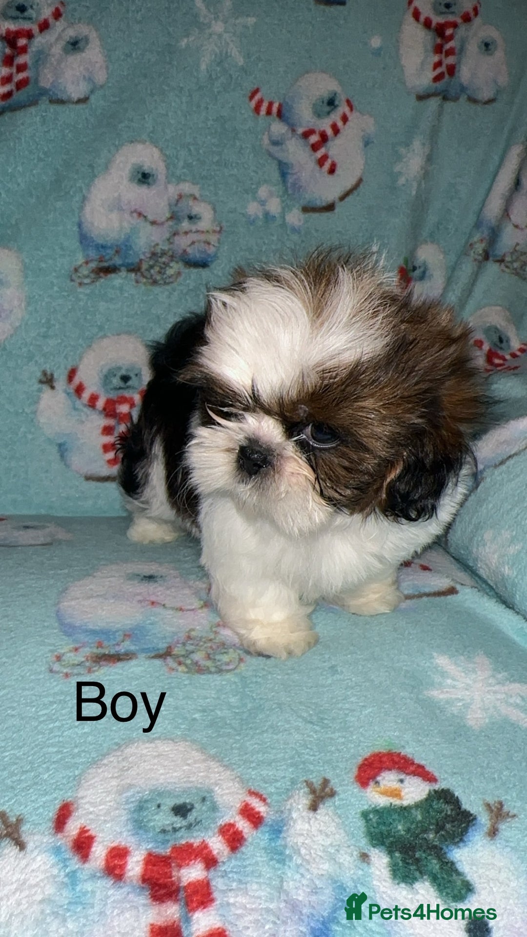 Shih Tzu dogs for sale: Shih tzu puppys  - Image 8