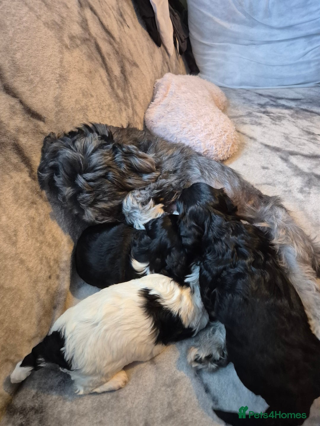 Bichon Frise dogs for sale: Bichon frise  - Image 14