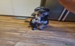 Cockapoo dogs for stud: Blue merle health tested well proven  - Image 2