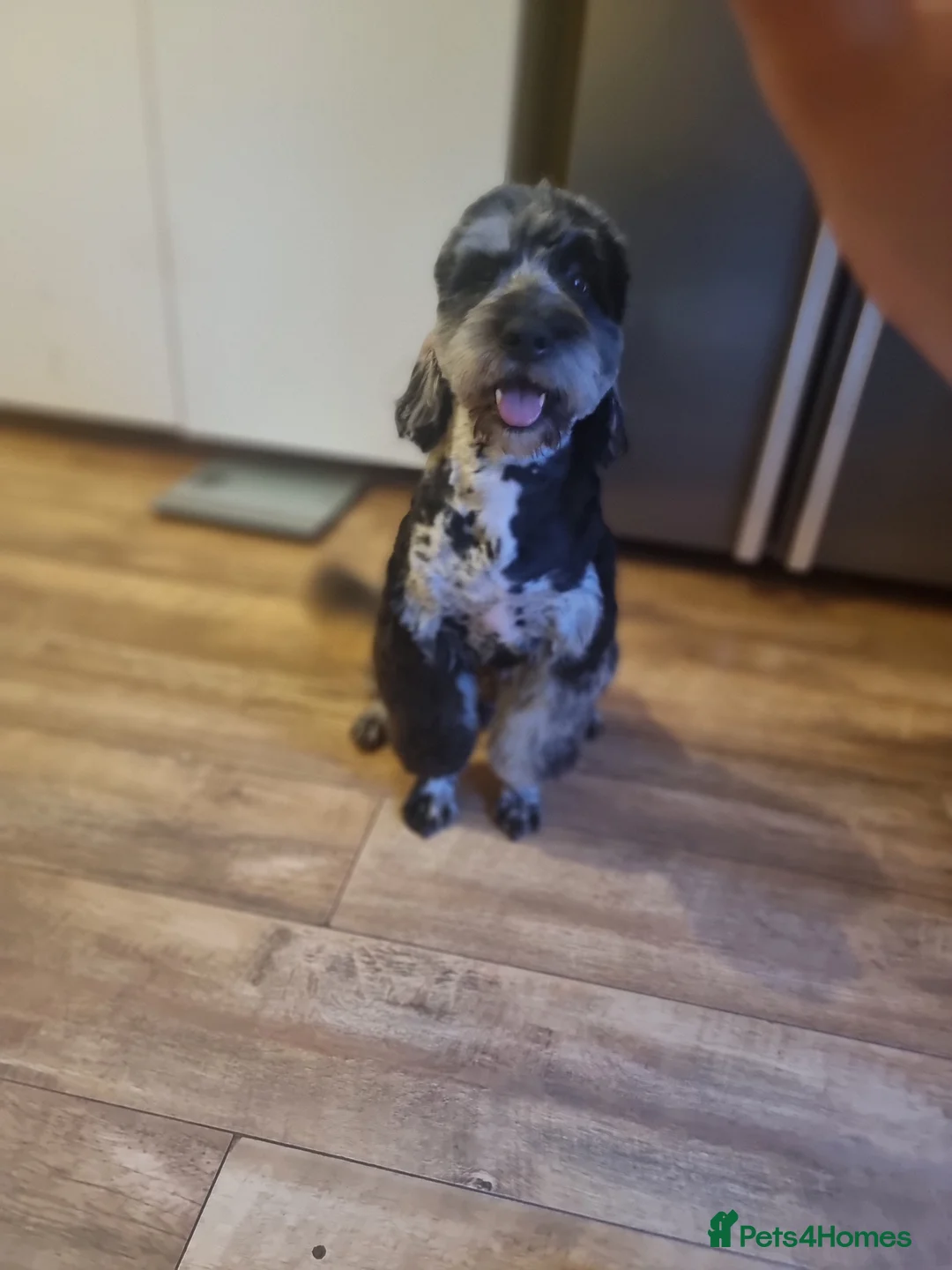 Cockapoo dogs for stud: Blue merle health tested well proven  - Advert 2