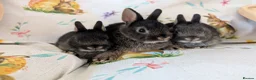 Netherland Dwarf rabbits for sale: Netherland dwarf rabbits - Advert 9