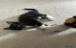 Mixed Breed cats for sale: Kittens - Image 17