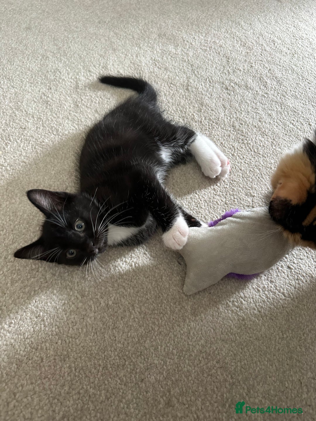 Mixed Breed cats for sale: Kittens - Image 17