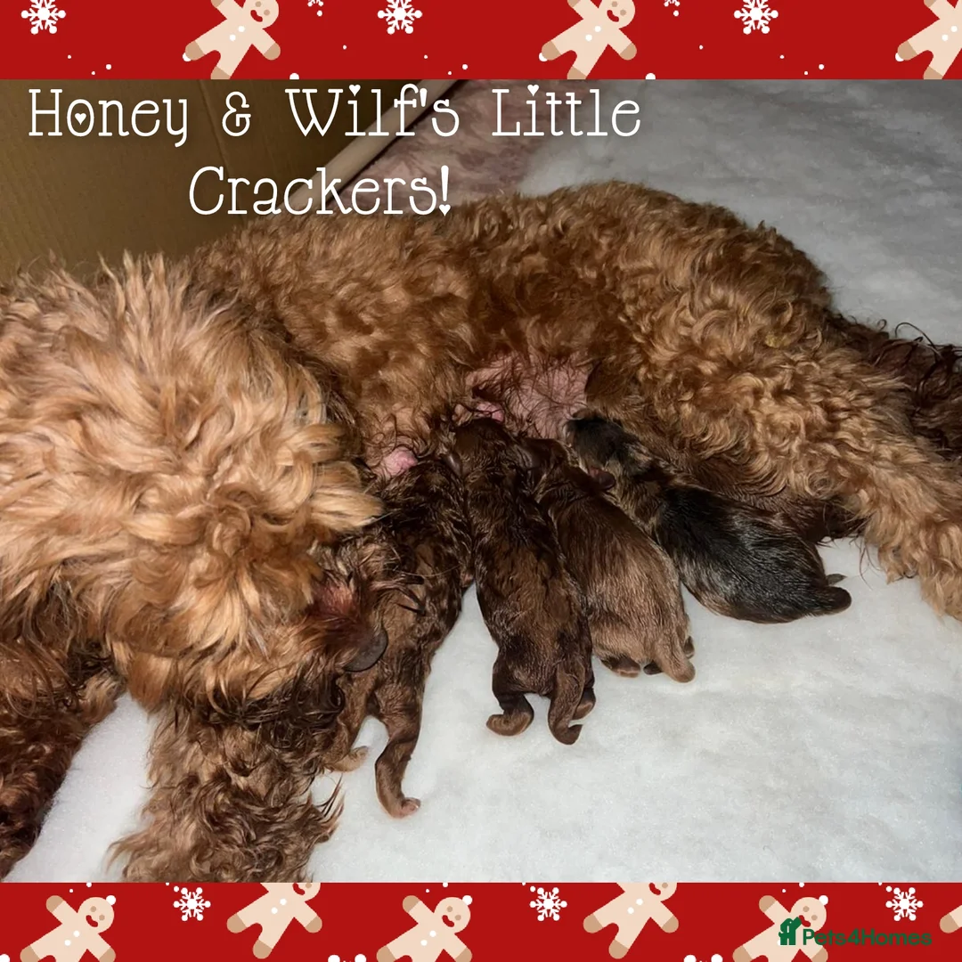 Cockapoo dogs for stud: Experienced & Dna tested F1 Sable Cockapoo Stud in Cannock - Advert 22